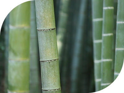 禾本科野生印度簕竹 | 有關化妝品成分的信息